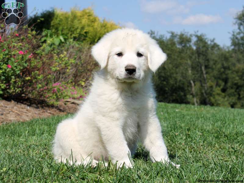 great pyrenees breed puppy minepuppy